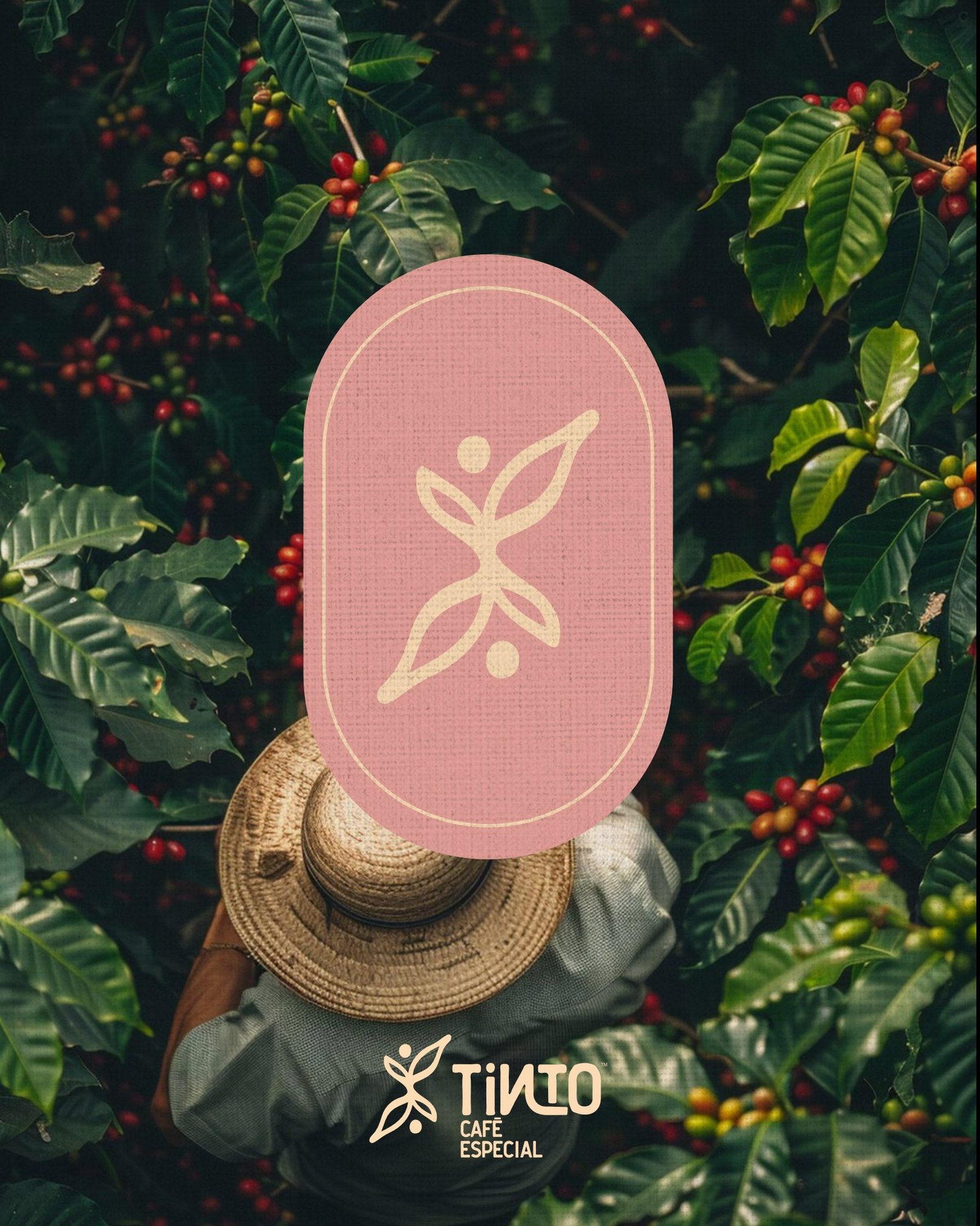 Cultivo de café colombiano con la identidad de TiNTO Café Especial
